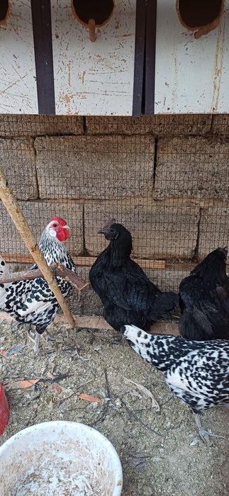 Товуклар сотилади. 4 та товук 2 та хуроз. Тухум куяди.