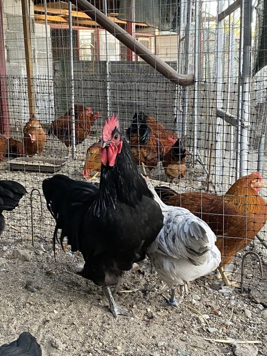 Oua incubat Australorp