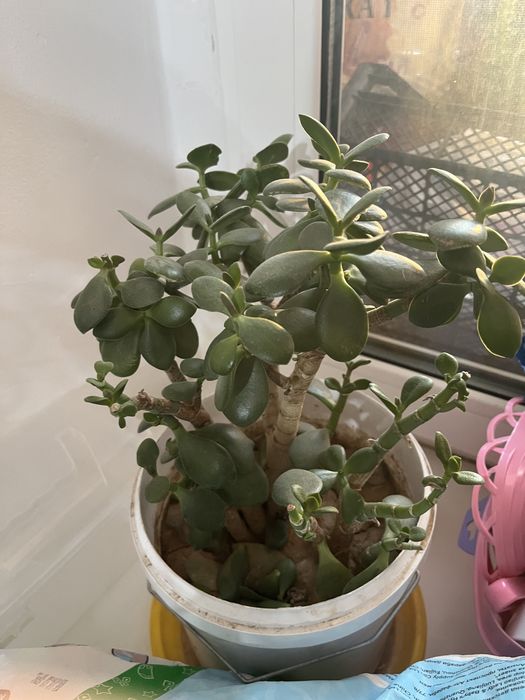 Денежное дерево