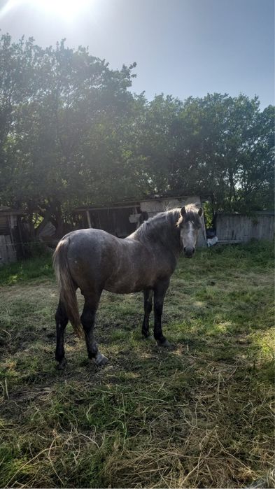 Vând mânz semigreu