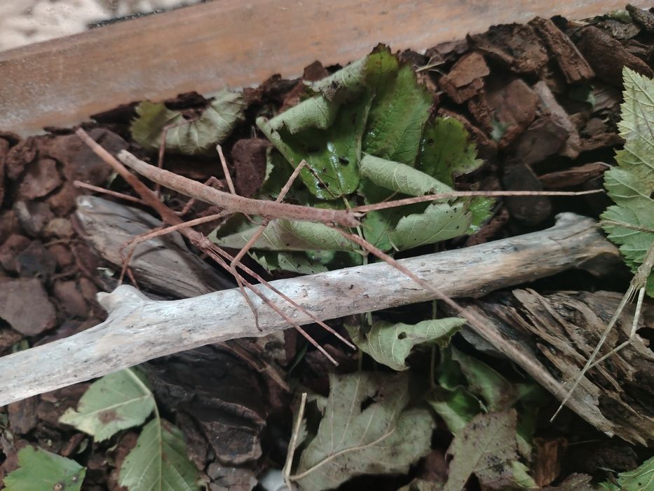 Анамска пръчка / Виетнамска пръчица / Виетнамска пръчка / Насекоми