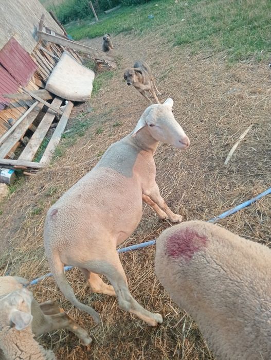 Vind  Berbec lacaune