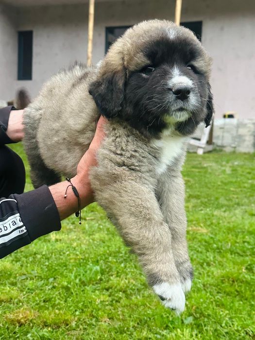 Mascul Ciobănesc Caucazian