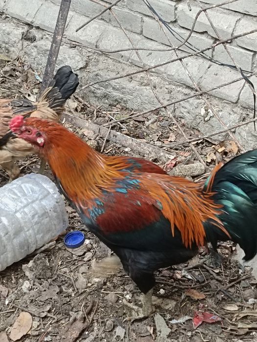 Хуроз ва тавуклар сотимиз