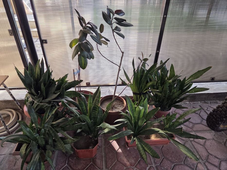 Цветы комнатные разные