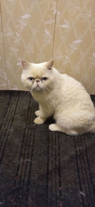 Продаётся экзот котёнок мальчик