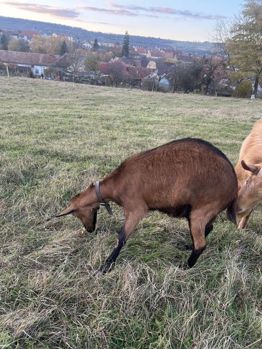 Vand capra alpina franceza