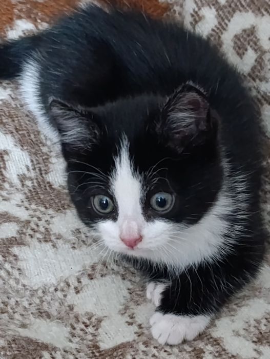 Отдам котенка в хорошие руки( мальчик)