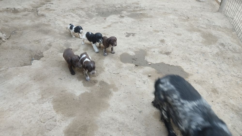 Продаю собак пародистых руские испаньеры