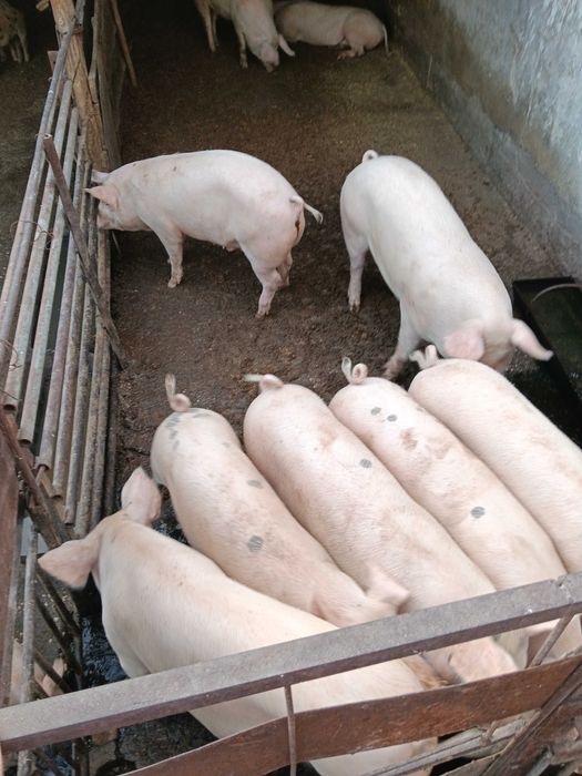 Свинско трупно пърлено месо на половинки