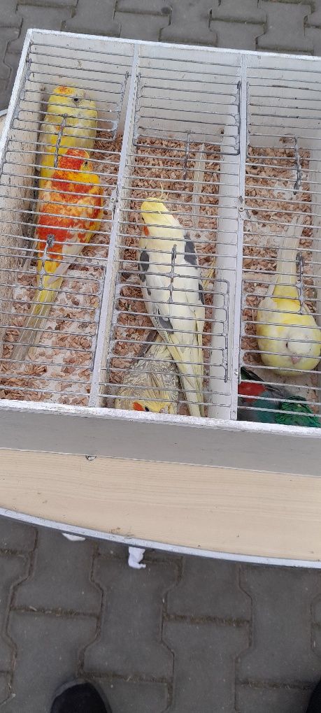 Disponibili papagali de ornament
