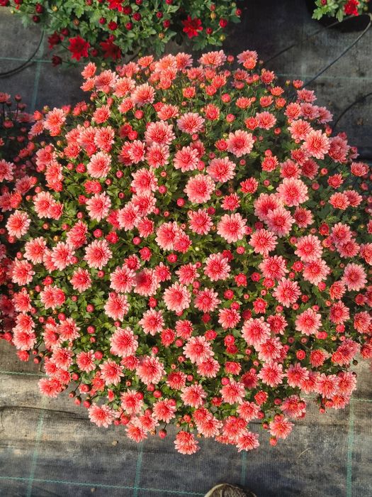 Crizanteme de vânzare