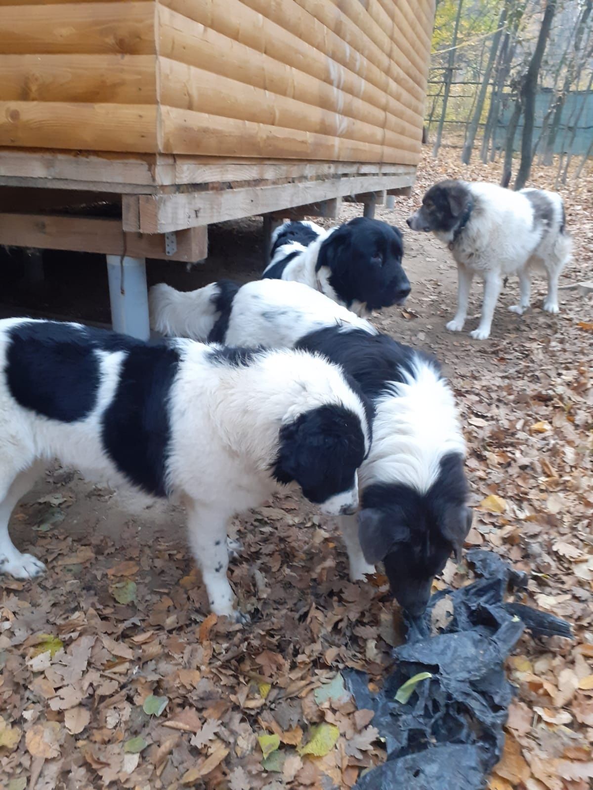 Ciobanesc romanesc  de bucovina