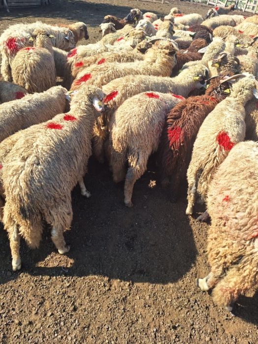 Cârlanii de vanzare