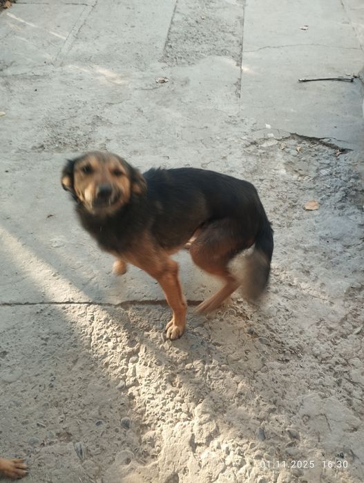 Kuchuklar 2 yosh va 1ta kotta