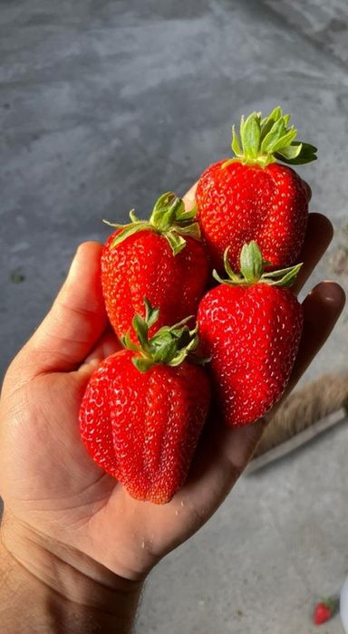 Ферма  поля по выращиванию клубники Бизнес под ключ Срочно