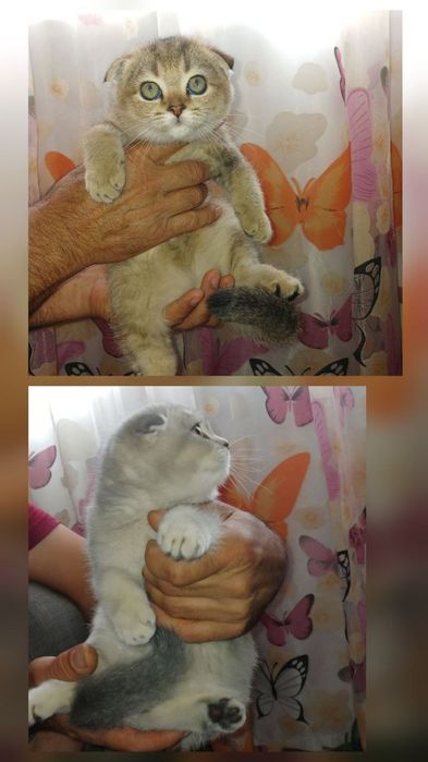 Продаются прекрасные котята