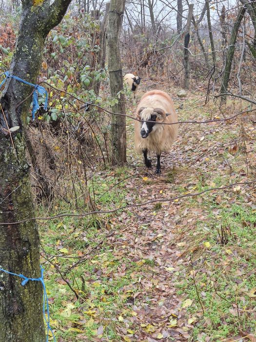 Vand oi breze detalii la telefon
