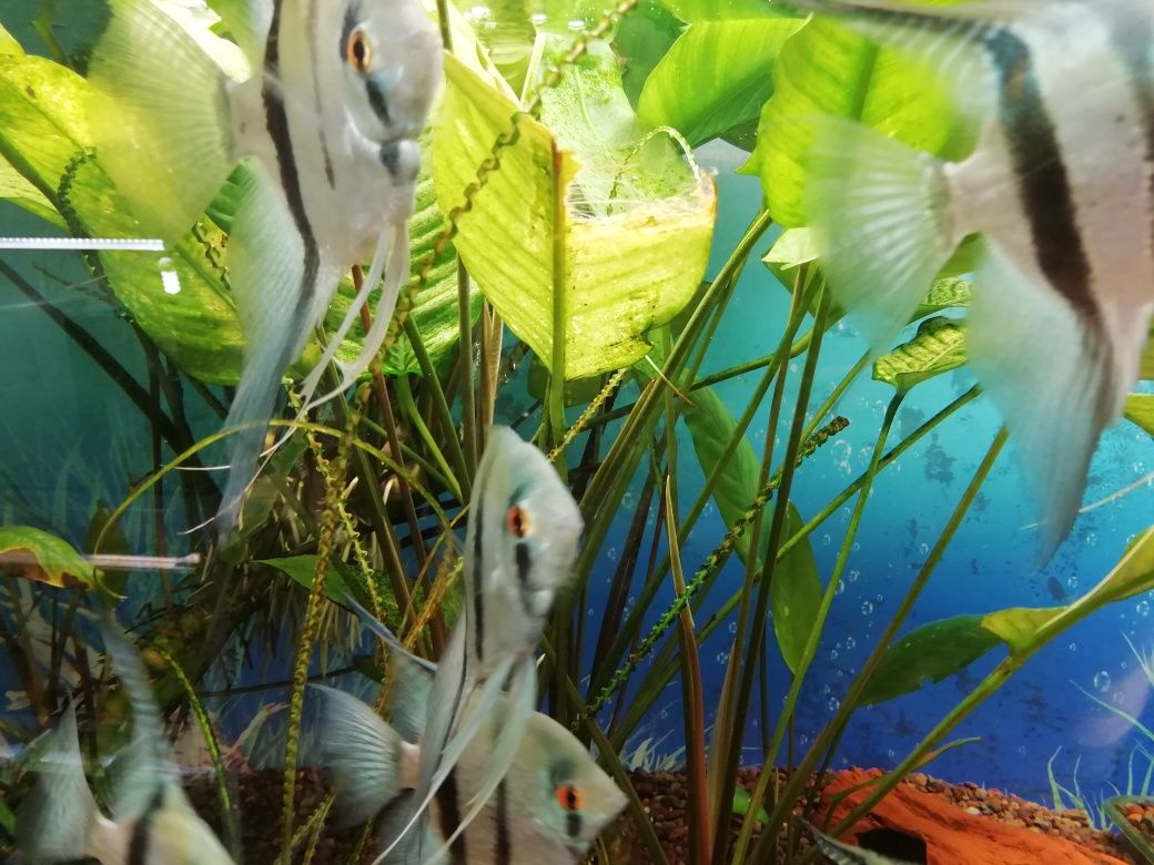 Анубиас аквариумные растения