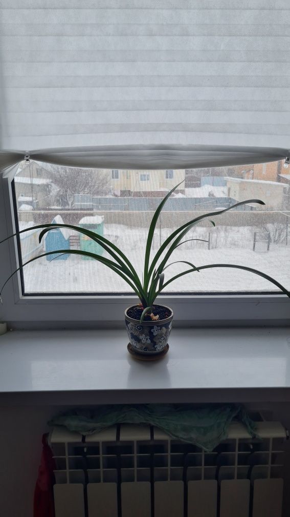 Амарилис(хорошие луковицы в керамическом горшке с поддоном