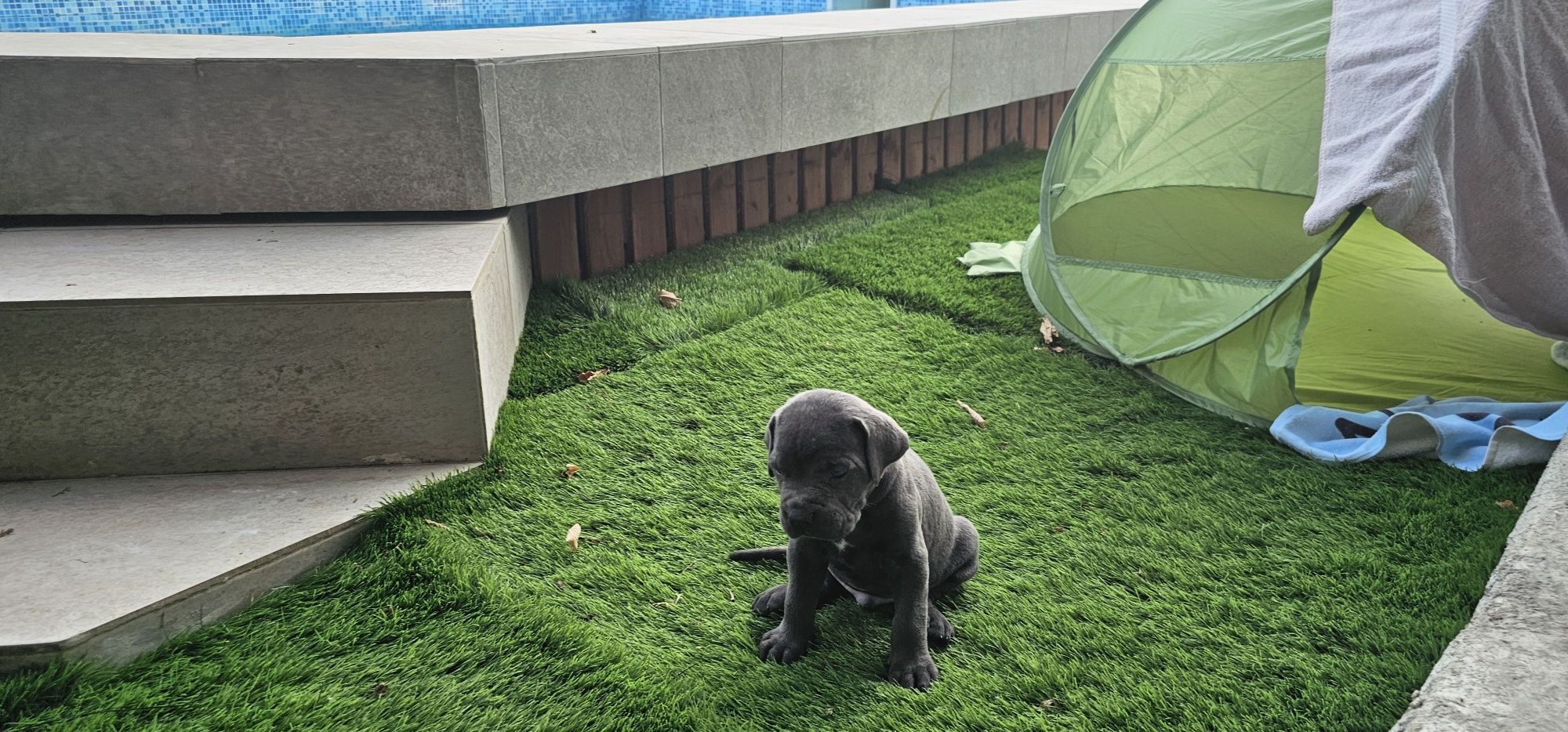 Кученца Кане Корсо Cane Corso