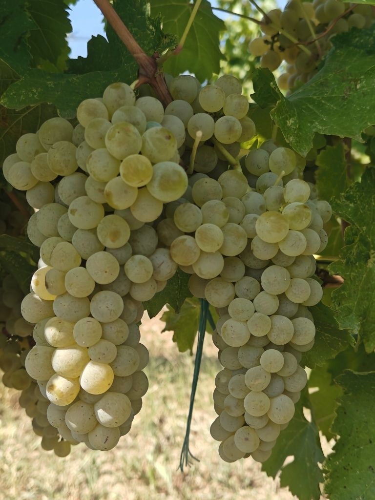 Struguri pentru vin - Sarba de Odobesti