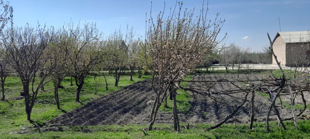 Manzil: Samarqand viloyati Ishtixon Tumani , Mitan shaharchasi