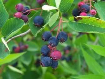 Саженцы разных сортов Ирги