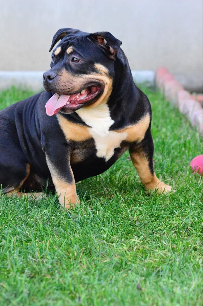Pui American Bully cu genetic EXCEPTIONAL- Pedigree si certificate