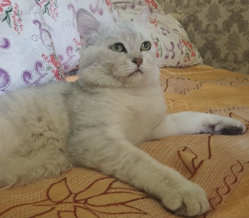 Вязка шиншилла серебро