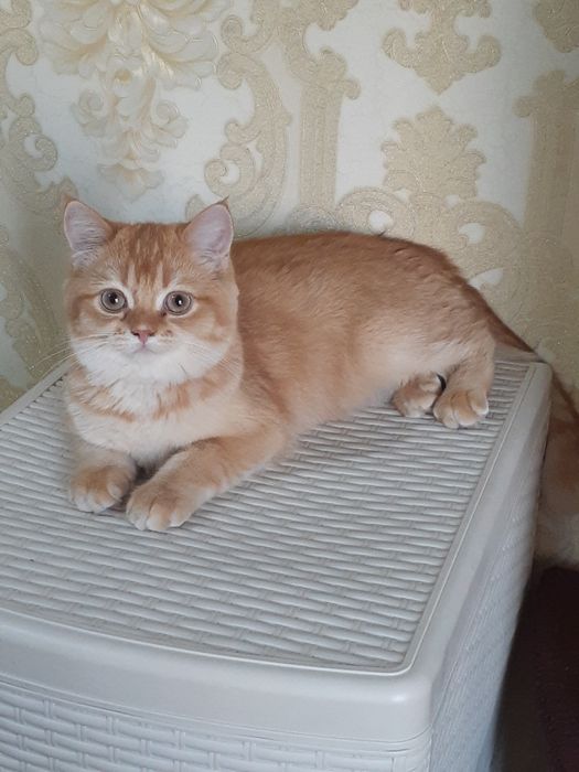 Продаётся шотландский скотиш страйт