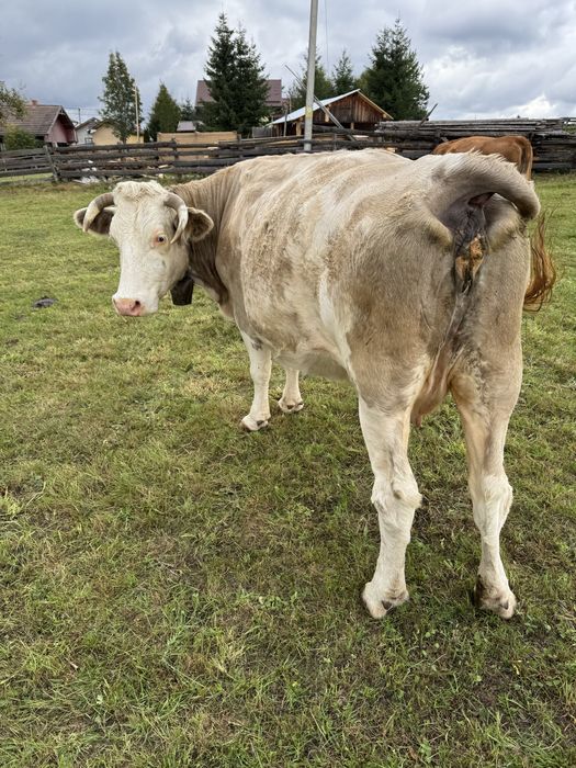 Vaca baltata romaneasca