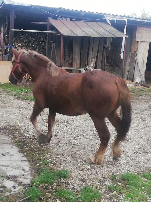 Vând sau schimb cu iapă grea bună de ham