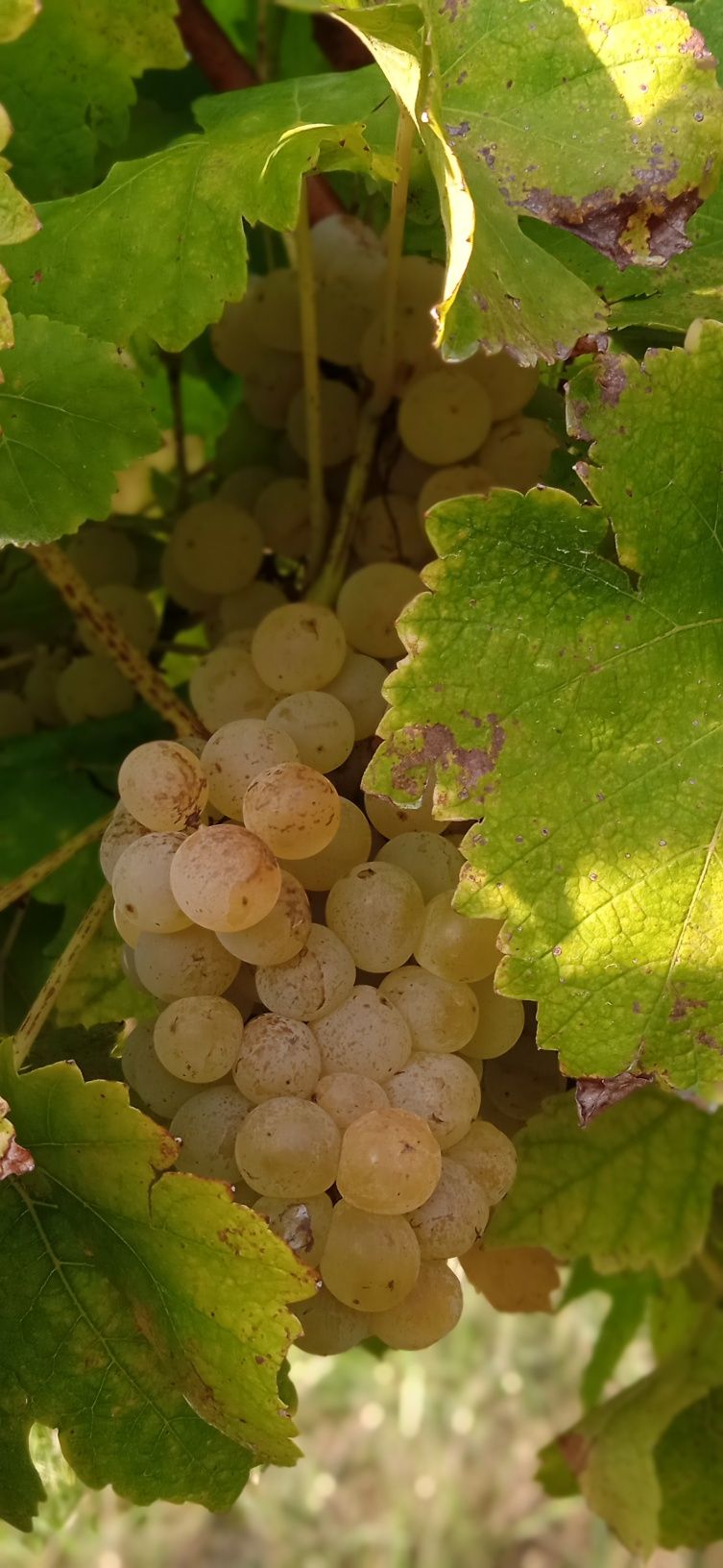 Struguri pentru vin Cabernet, Survinion