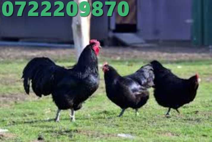 oua pentru incubat rasa australorp /oua australorp / pui australorp