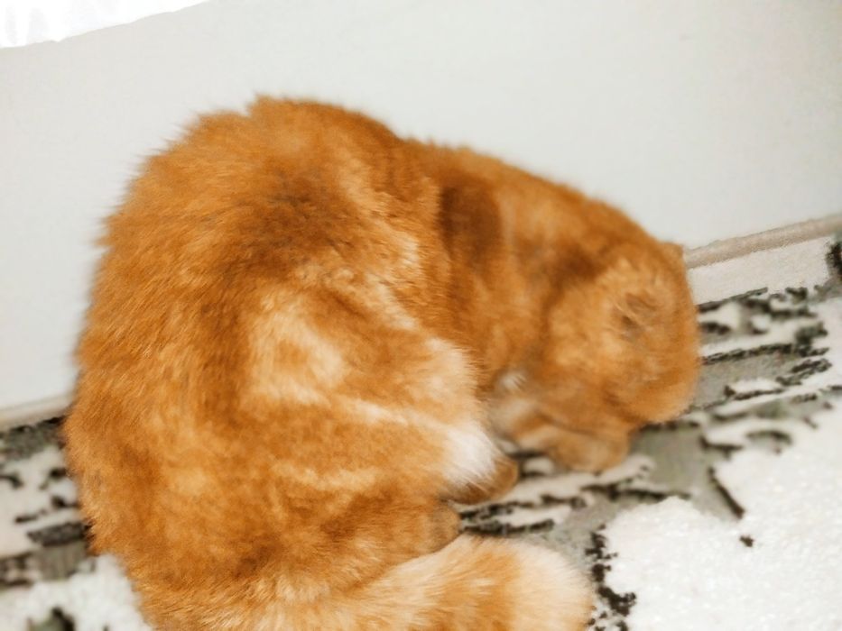 Шотландская вислоухая