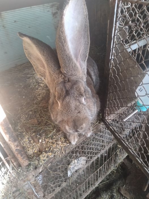 Vind mascul ug sur cu toate tratamentele la zi