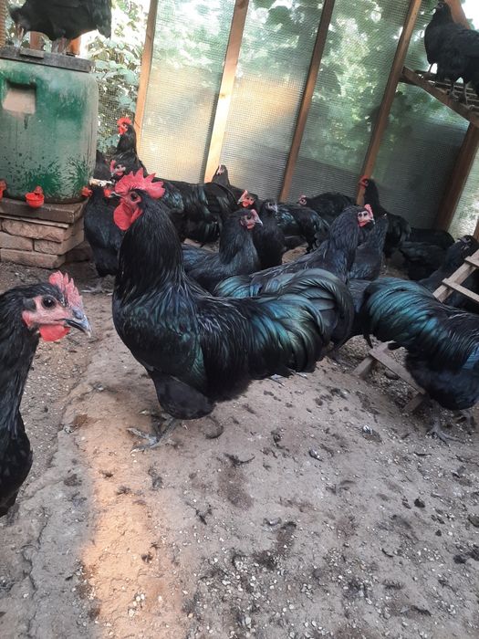 Vând cocoși de australorp nergu și unul albastru
In vârstă de 25 de să