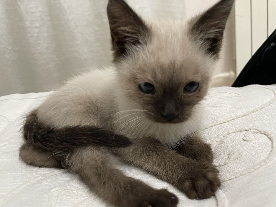 Отдам котят в добрые руки бесплатно.