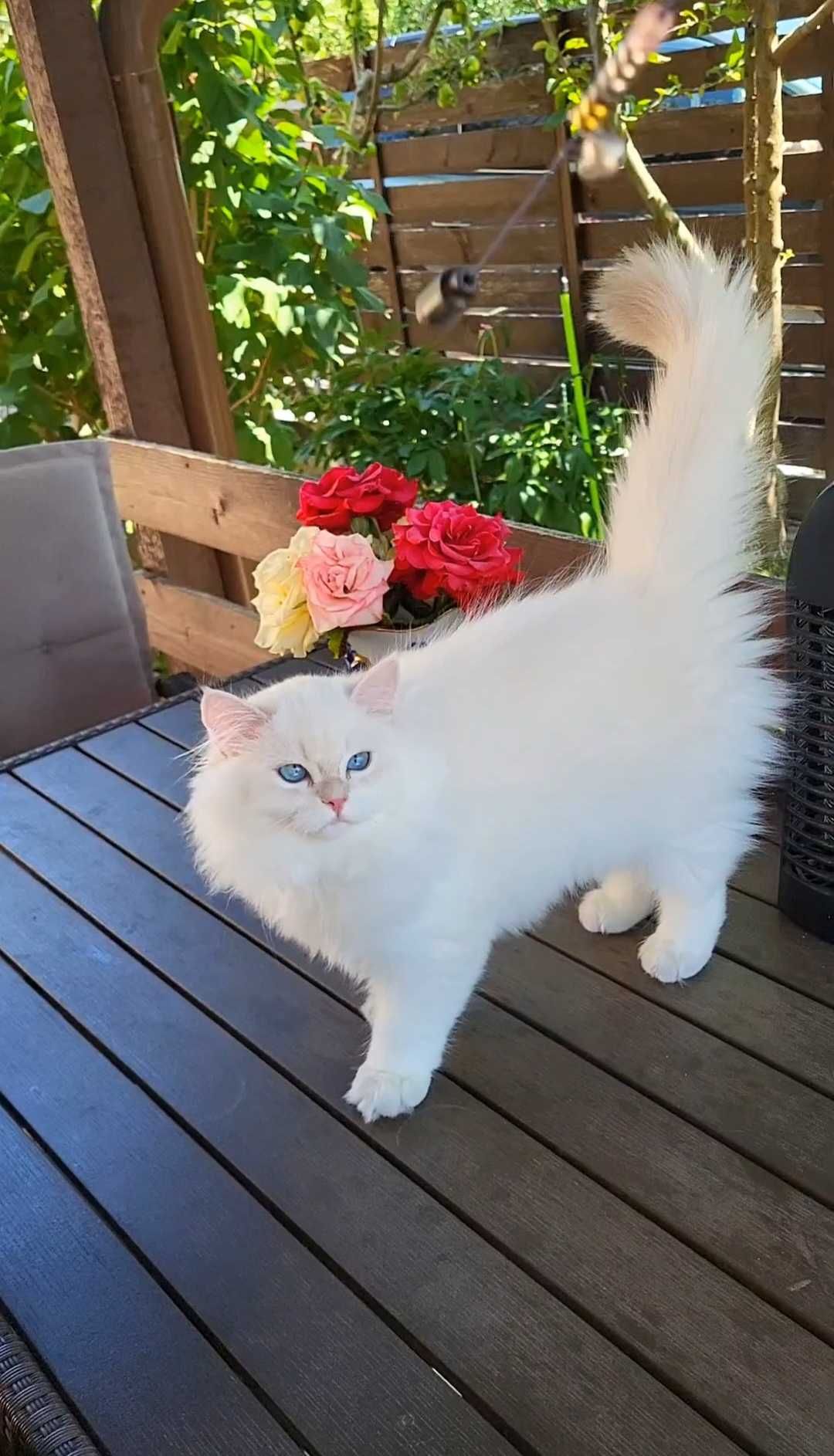 British longhair cu ochii albastri stralucitori