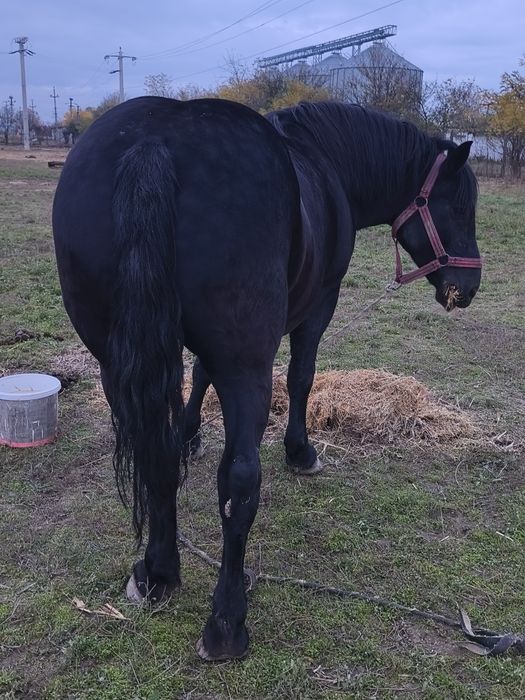 Vând iapa de 7 ani gestanta