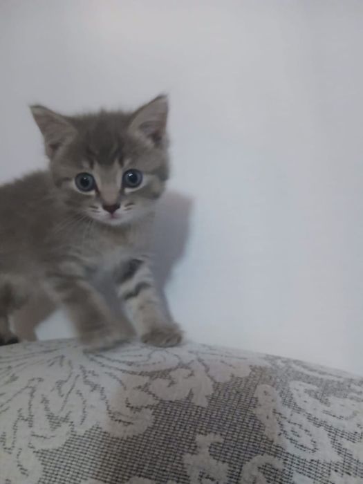 Отдам котенка в добрые руки