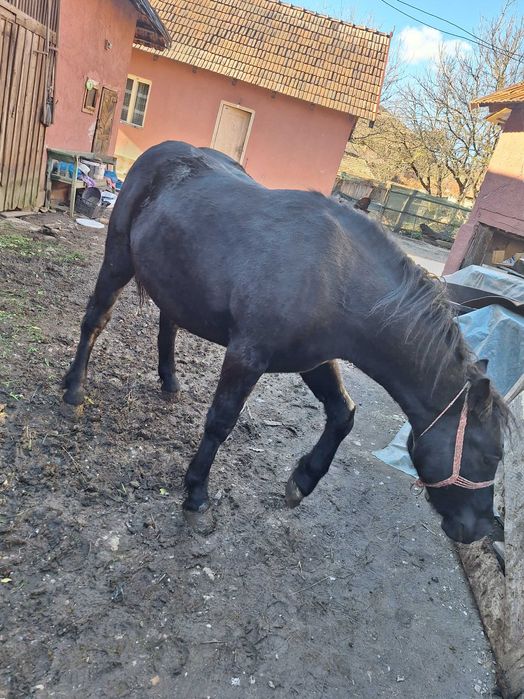 Vand manz de un an jumate