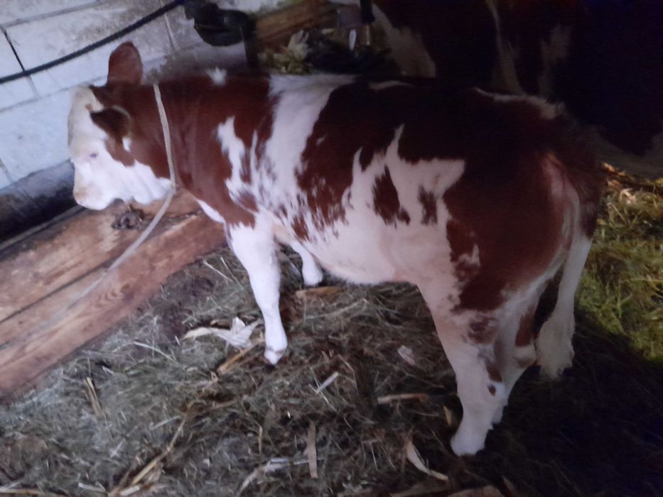 Vitea baltata de vanzare