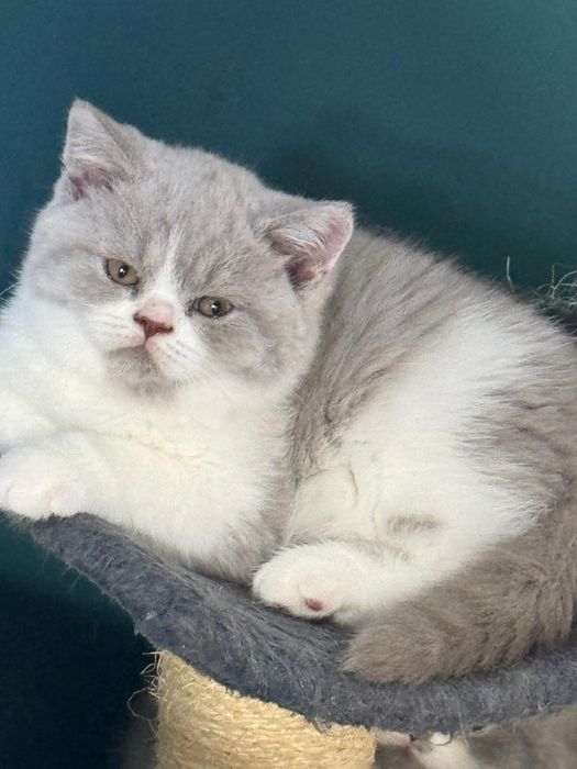 Pisicuță superbă!