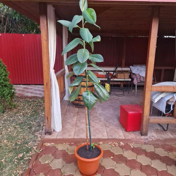 Ficus 2 metri de 6 ani plus ghiveci