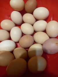Ouă de casă bio fără premix doar