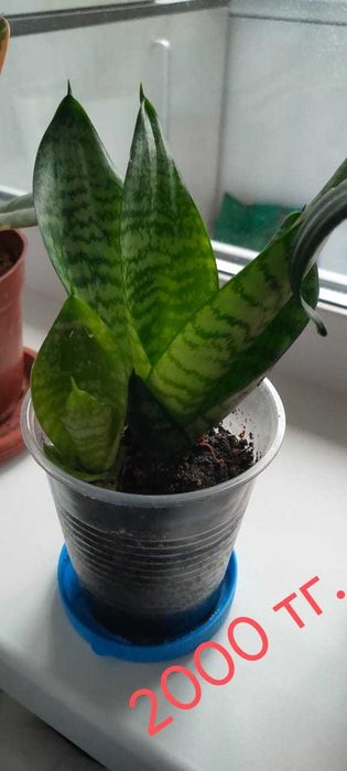 Сансевиерия ханни низкорослая