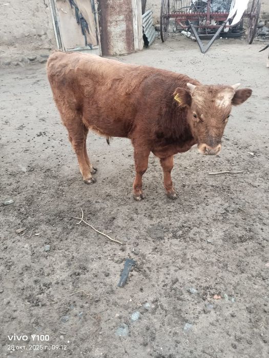 Бычки букалар бар 30