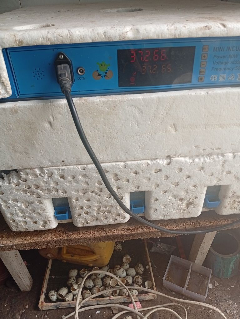 Inkubator sotiladi 128 talik